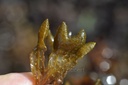 Fucus vésiculeux - Phytotype - 4