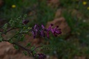 Fumeterre  - Phytotype - 4