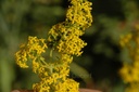 Caille-lait vrai - Phytotype - 4