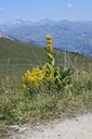 Gentiane  - Phytotype - 4