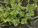 Lierre terrestre - Phytotype - 4
