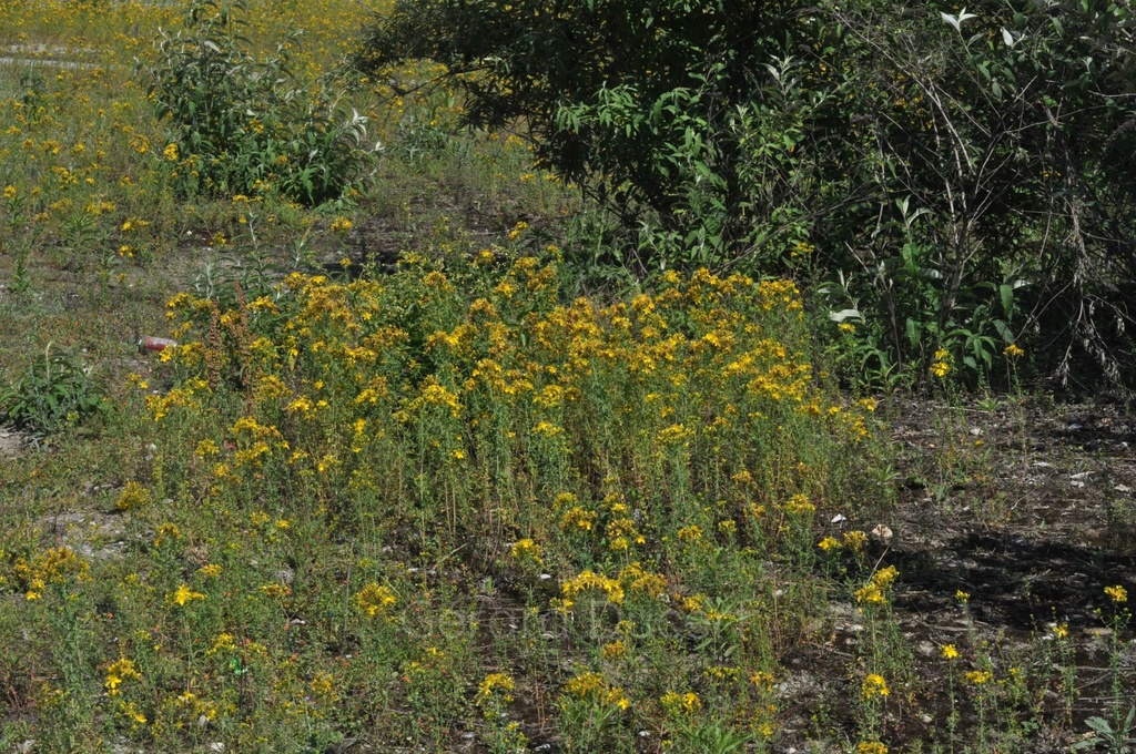 Millepertuis  - Phytotype - 4