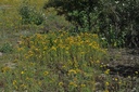 Millepertuis  - Phytotype - 4