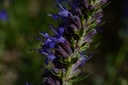 Hysope  - Phytotype - 4