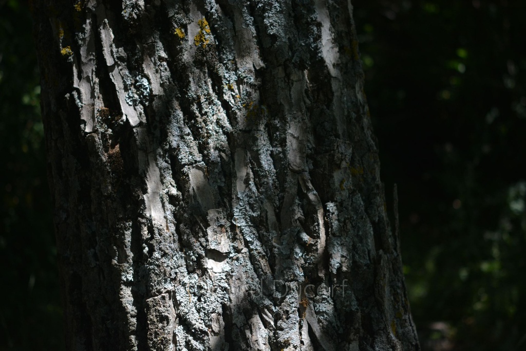 Noyer - Phytotype - 4