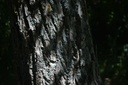 Noyer - Phytotype - 4