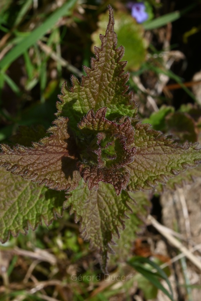 Lamier blanc - Phytotype - 4