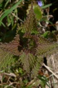 Lamier blanc - Phytotype - 4