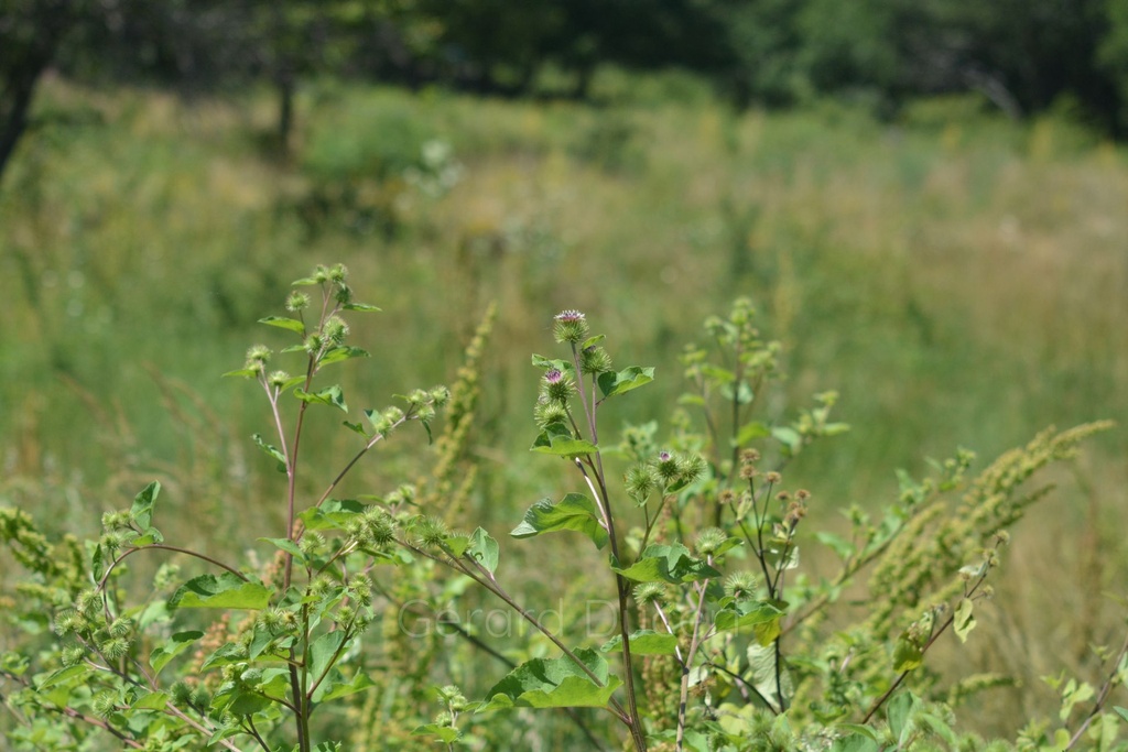 Grande  bardane - Phytotype - 4