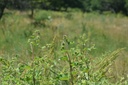 Grande  bardane - Phytotype - 4