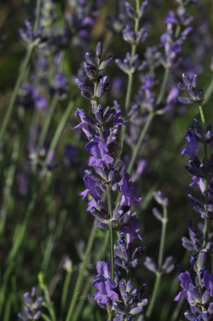 Lavande vraie - Phytotype - 4