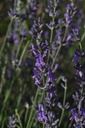 Lavande vraie - Phytotype - 4