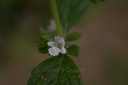 Mélisse  - Phytotype - 4