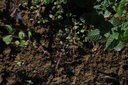 Menthe poivrée - Phytotype - 4