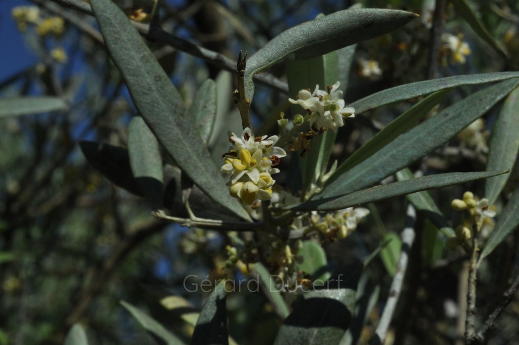Olivier  - Phytotype - 4