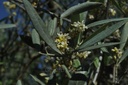 Olivier  - Phytotype - 4