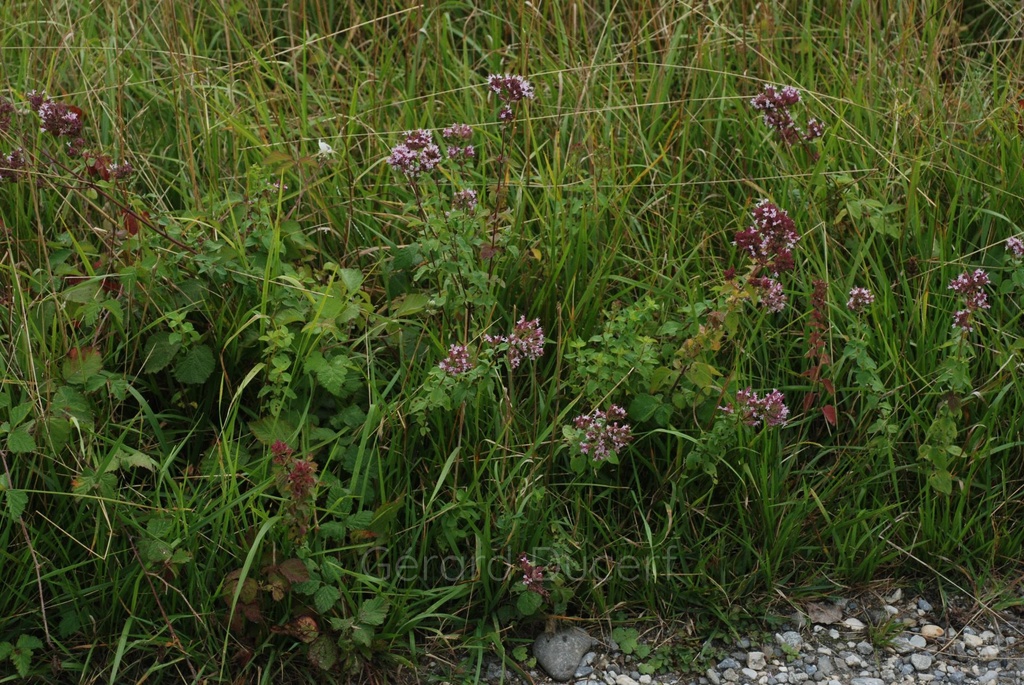 Origan  - Phytotype - 4