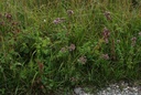 Origan  - Phytotype - 4