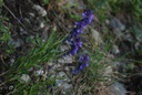 Polygala  - Phytotype - 4