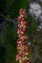 Oseille crépue - Phytotype - 4