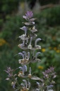 Sauge sclarée - Phytotype - 4