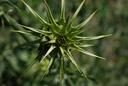 Chardon Marie - Phytotype - 4