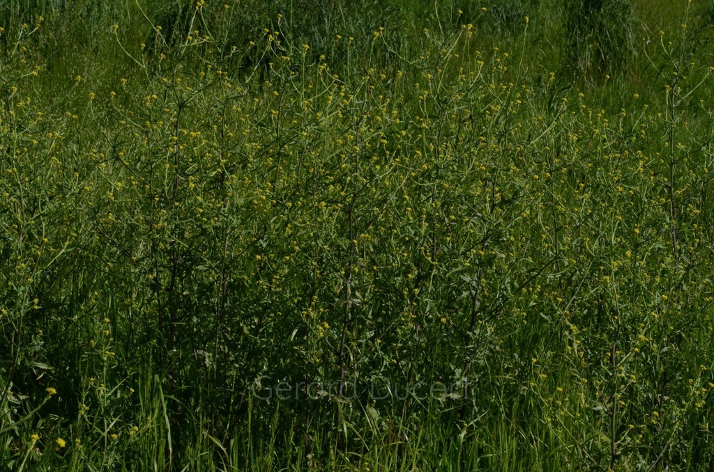 Herbe aux chantres - Phytotype - 4