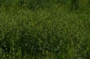 Herbe aux chantres - Phytotype - 4