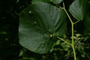 Tilleul fleur - Phytotype - 4
