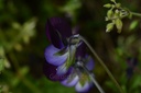 Pensée sauvage - Phytotype - 4