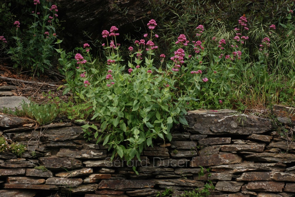 Centranthe rouge - Phytotype - 5