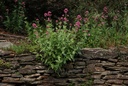 Centranthe rouge - Phytotype - 5