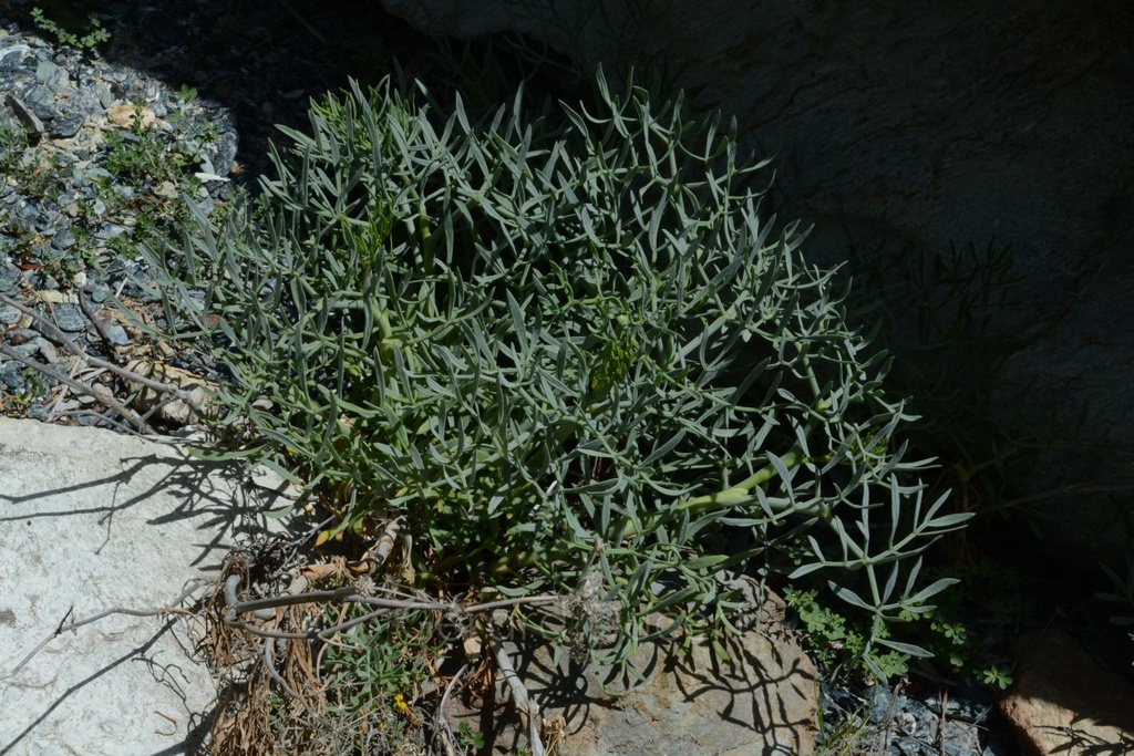 Crithme maritime - Phytotype - 5