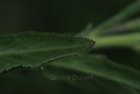 Epilobe à petites fleurs - Phytotype - 5