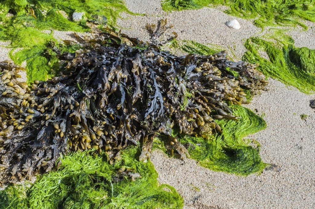 Fucus vésiculeux - Phytotype - 5