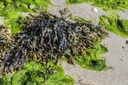 Fucus vésiculeux - Phytotype - 5