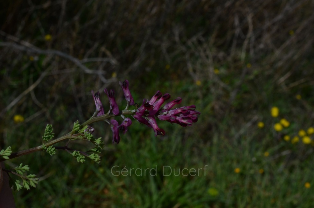 Fumeterre  - Phytotype - 5