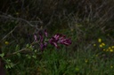 Fumeterre  - Phytotype - 5