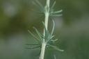 Caille-lait vrai - Phytotype - 5
