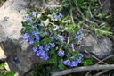Lierre terrestre - Phytotype - 5