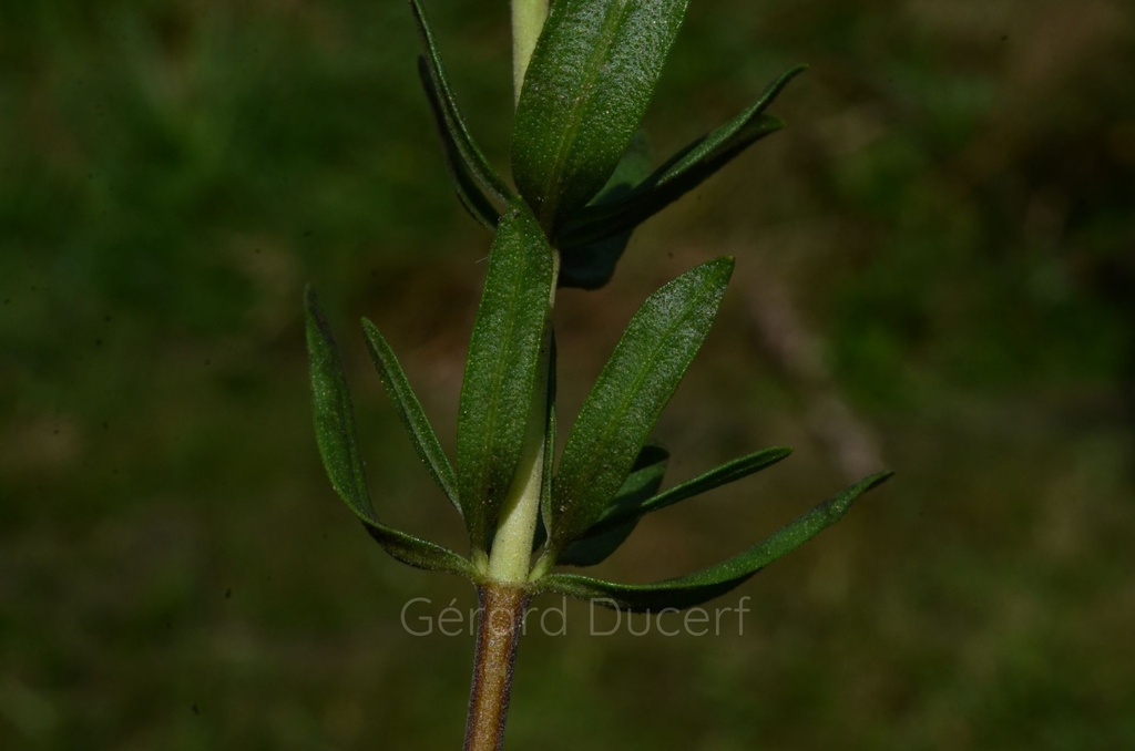 Hysope  - Phytotype - 5