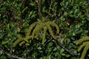 Noyer - Phytotype - 5