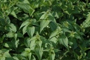 Lamier blanc - Phytotype - 5