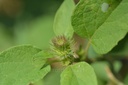 Grande  bardane - Phytotype - 5