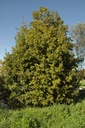 Laurier noble - Phytotype - 5