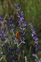 Lavande vraie - Phytotype - 5