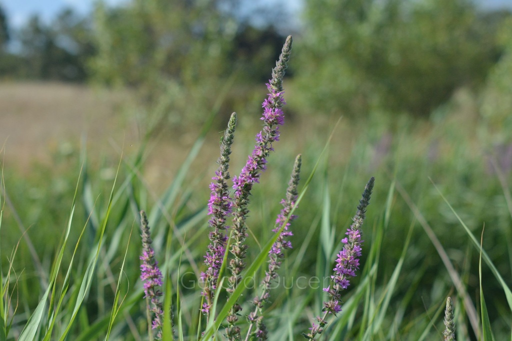 Salicaire  - Phytotype - 5