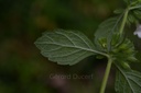 Mélisse  - Phytotype - 5