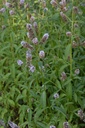 Menthe poivrée - Phytotype - 5