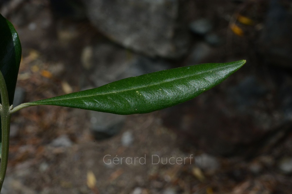 Olivier  - Phytotype - 5